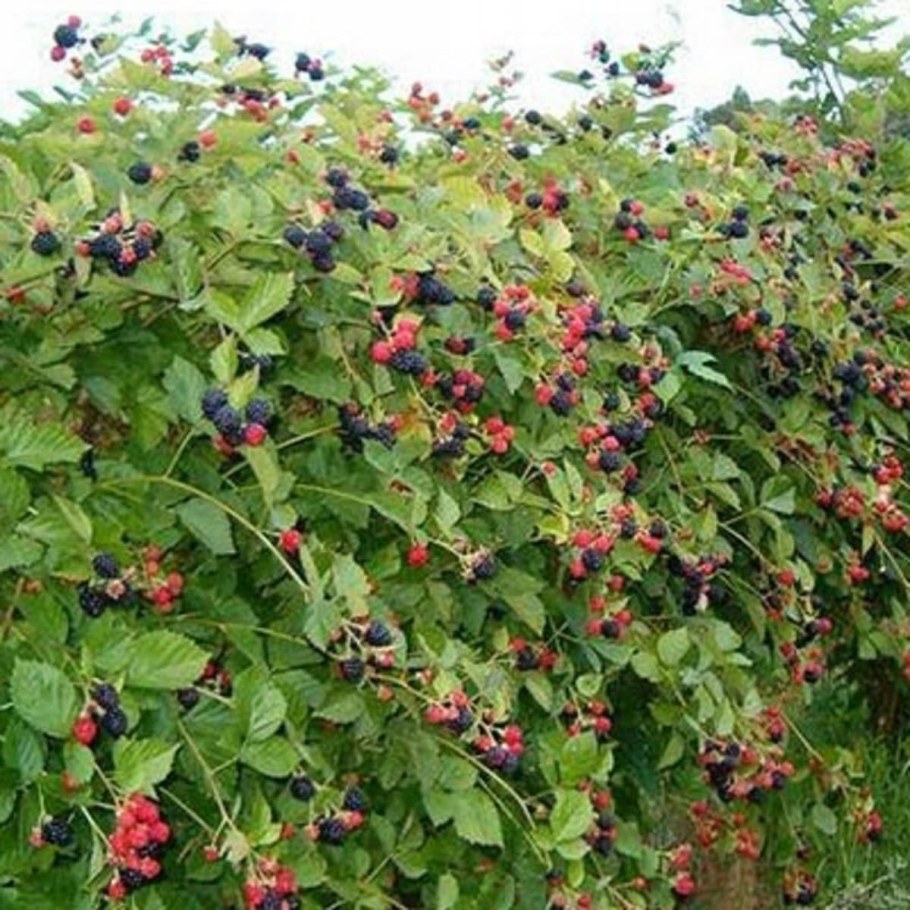 Ежевика Садовая куст