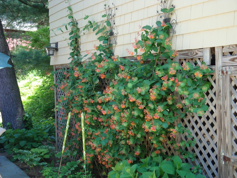 Жимолость каприфоль на заборе