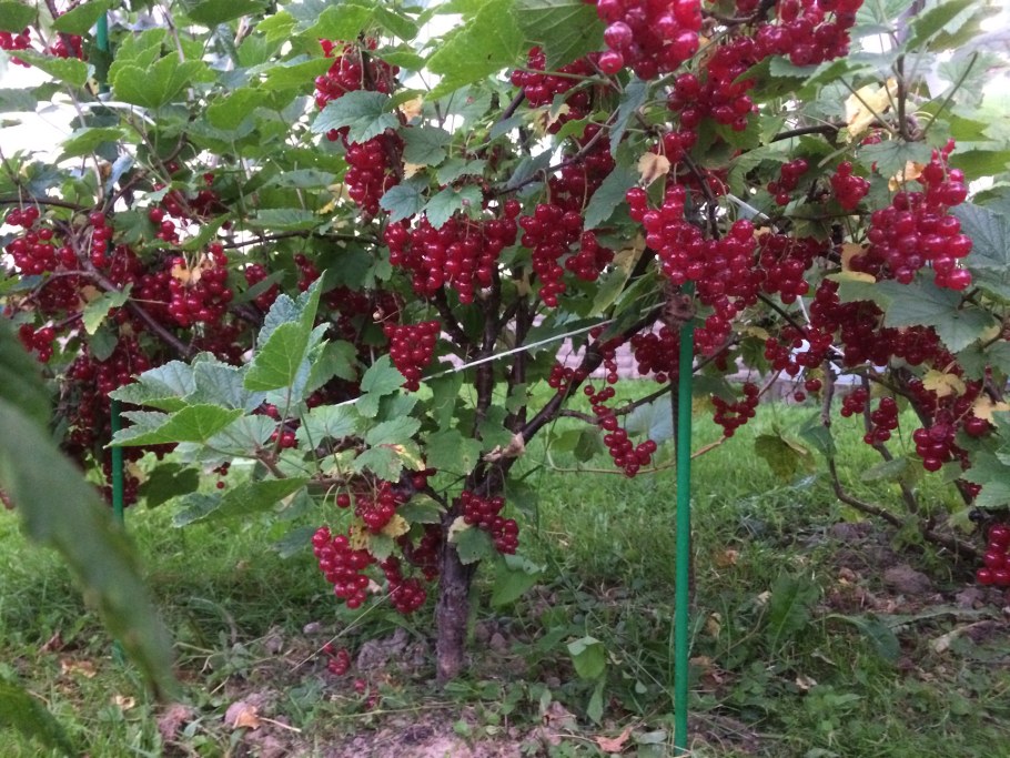 Калина красная на штамбе