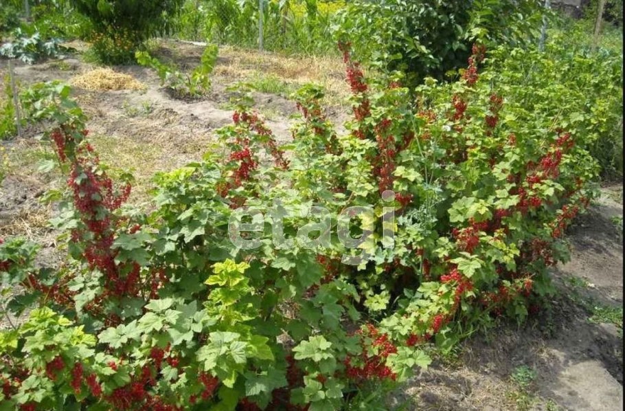 Смородина красная - ribes rubrum