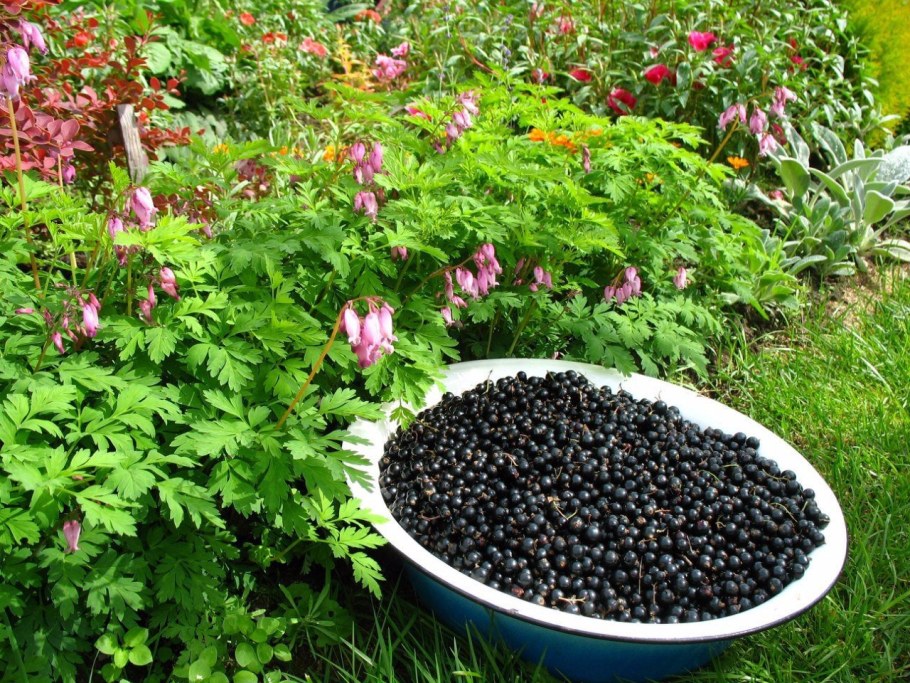 Смородина сад и огород