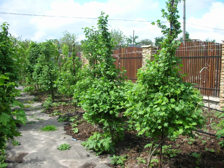 Йошта штамбовая