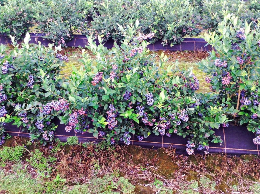 Голубика кустовая Садовая