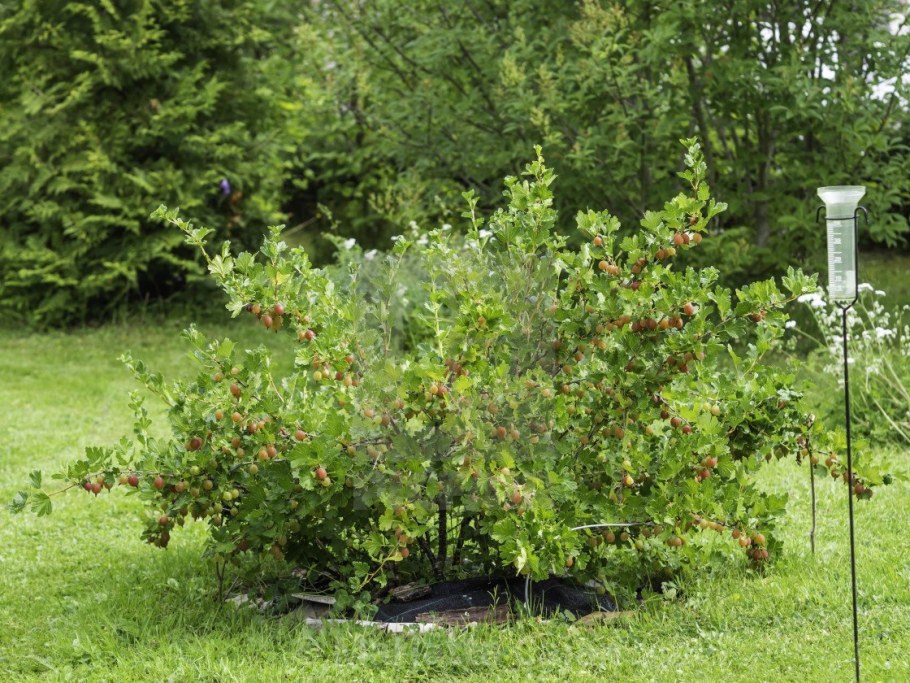 Крыжовник Европейский куст