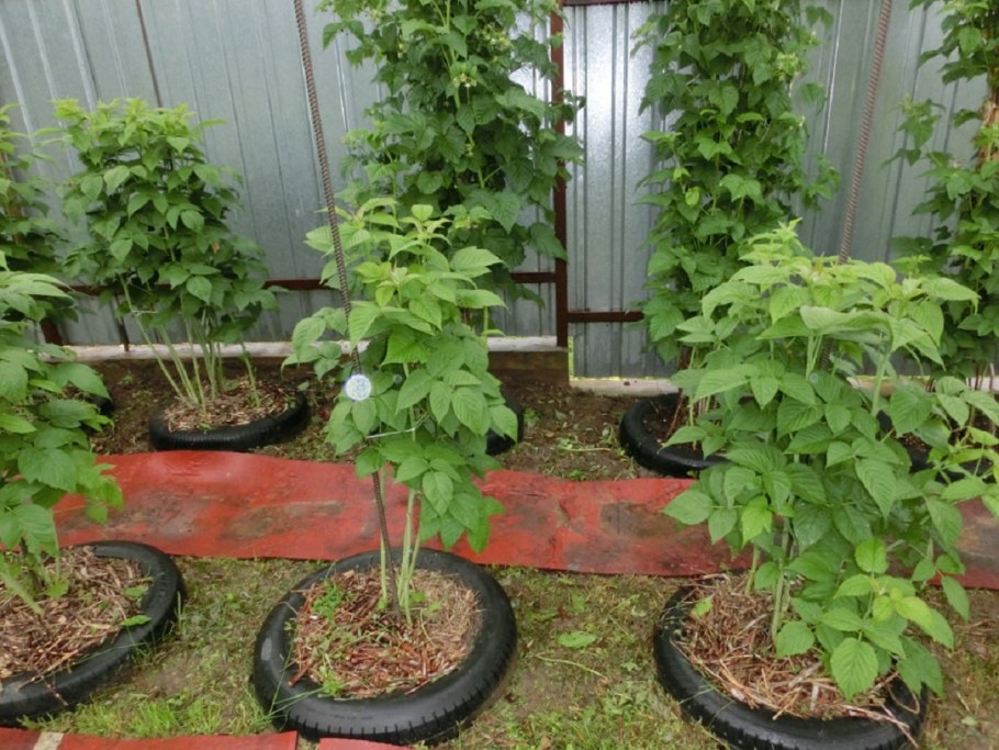 Мульчирование малины малины