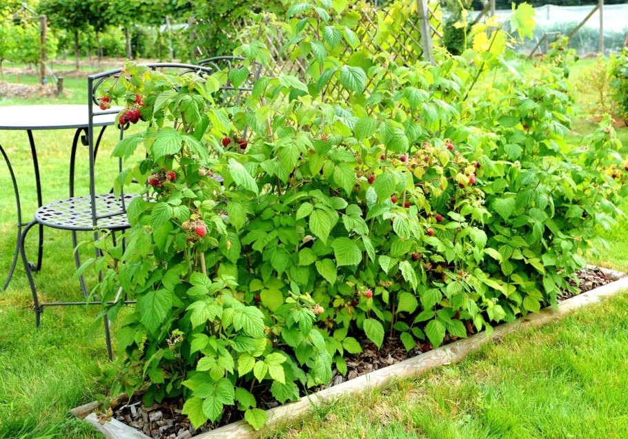 Смородина в ландшафте