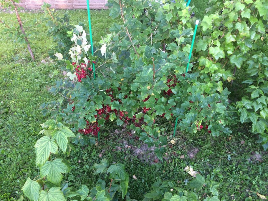 Смородина на дачном участке