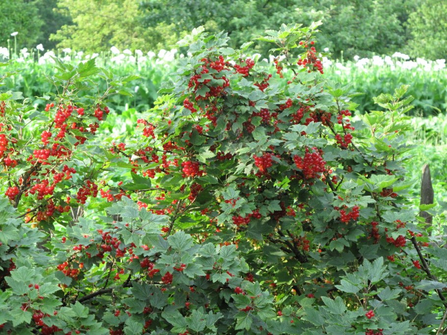 Смородина Альпийская Шмидт кусты