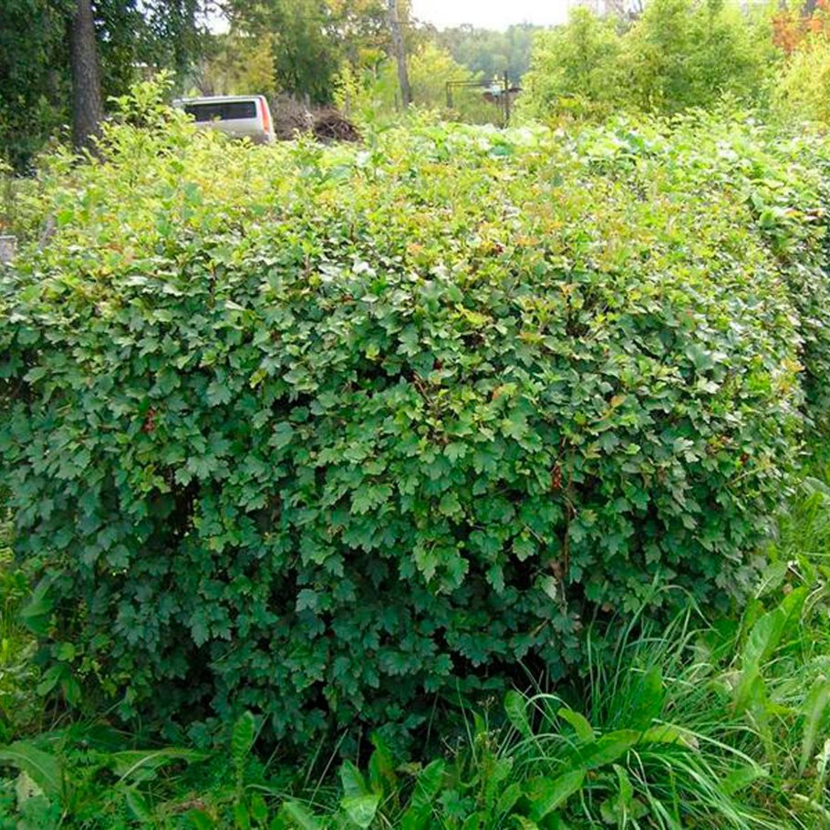 Смородина Альпийская Шмидт