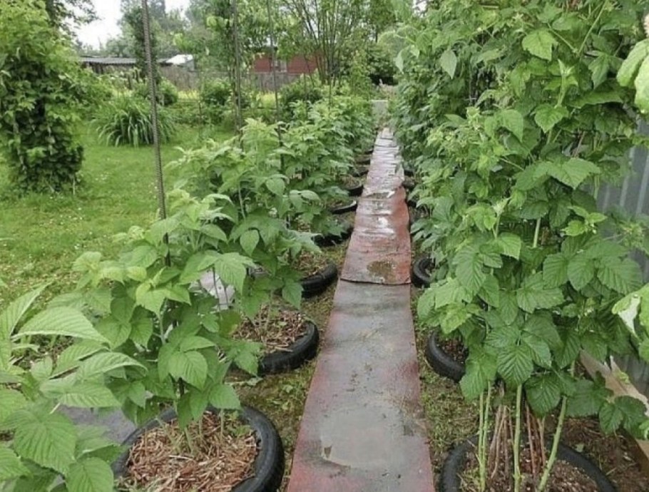 Междурядье саженцы малины