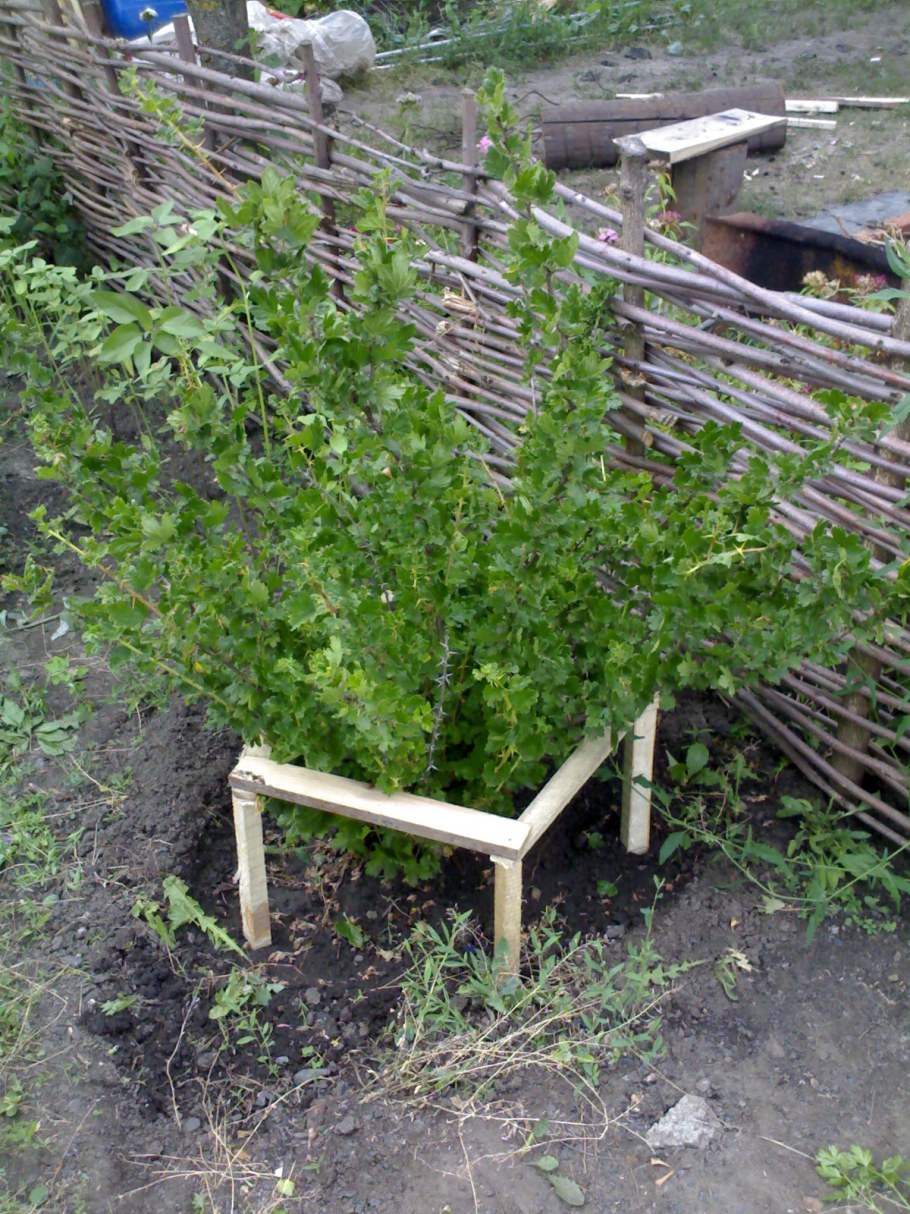 Смородина на шпалере