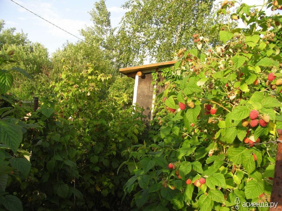 Малина Садовая куст