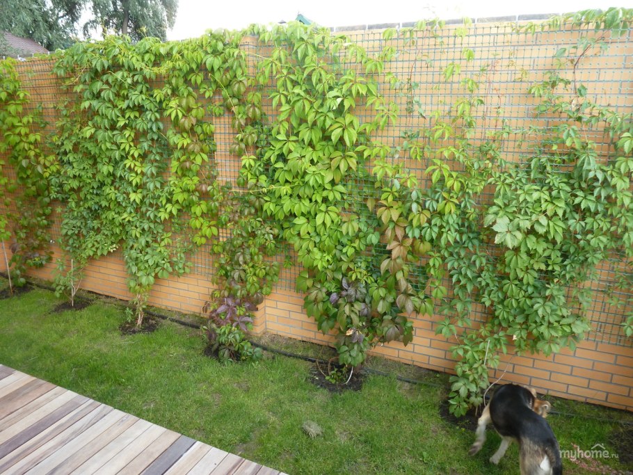 Йошта Живая изгородь