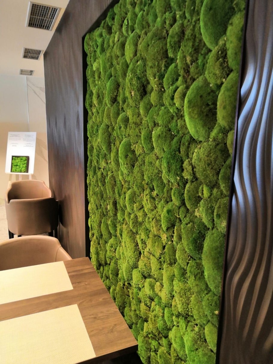 Фитостена мох стабилизированный