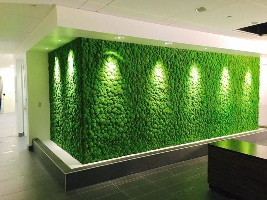 Фитостена мох стабилизированный