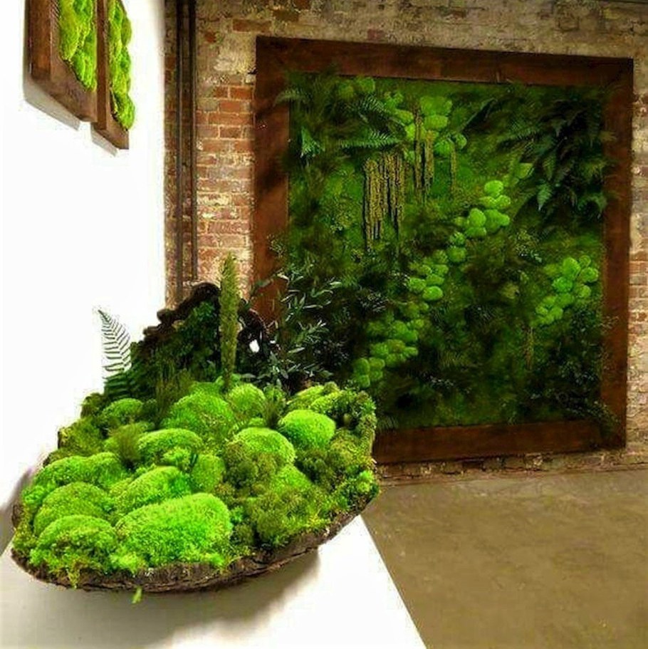 Фитостена ягель