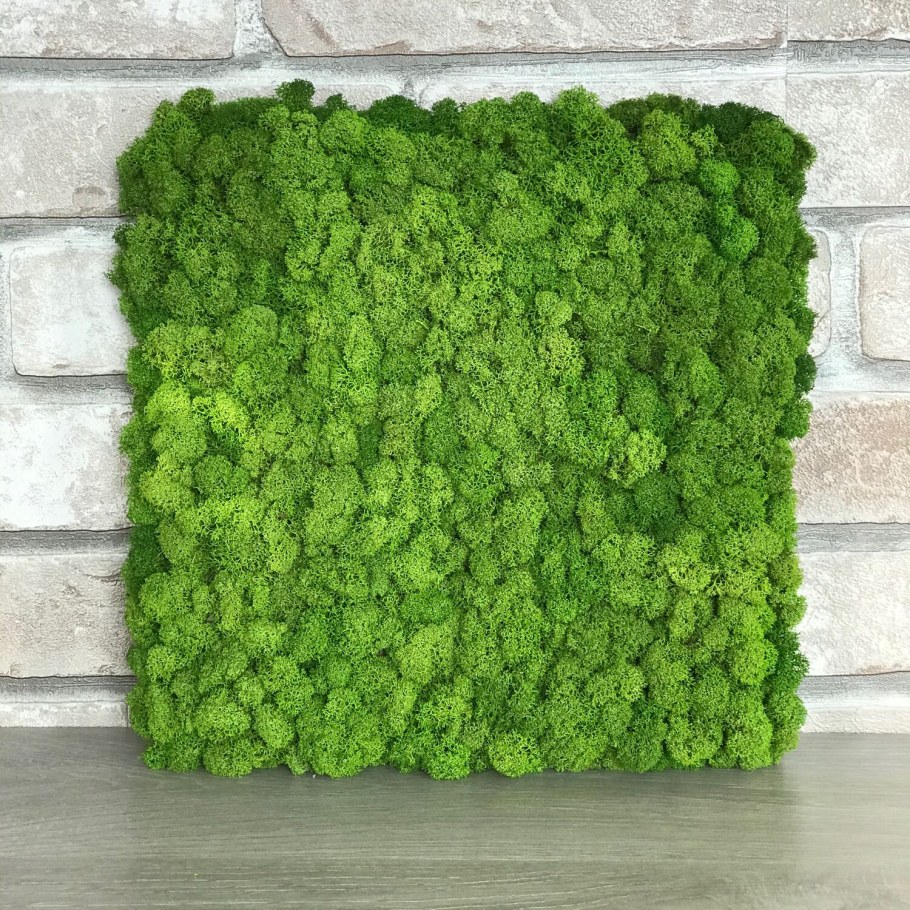 Сфагнум стабилизированный