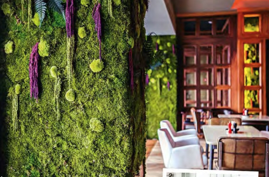 Стена из мха ягель