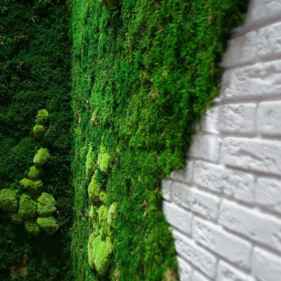 Фитостена Моховая