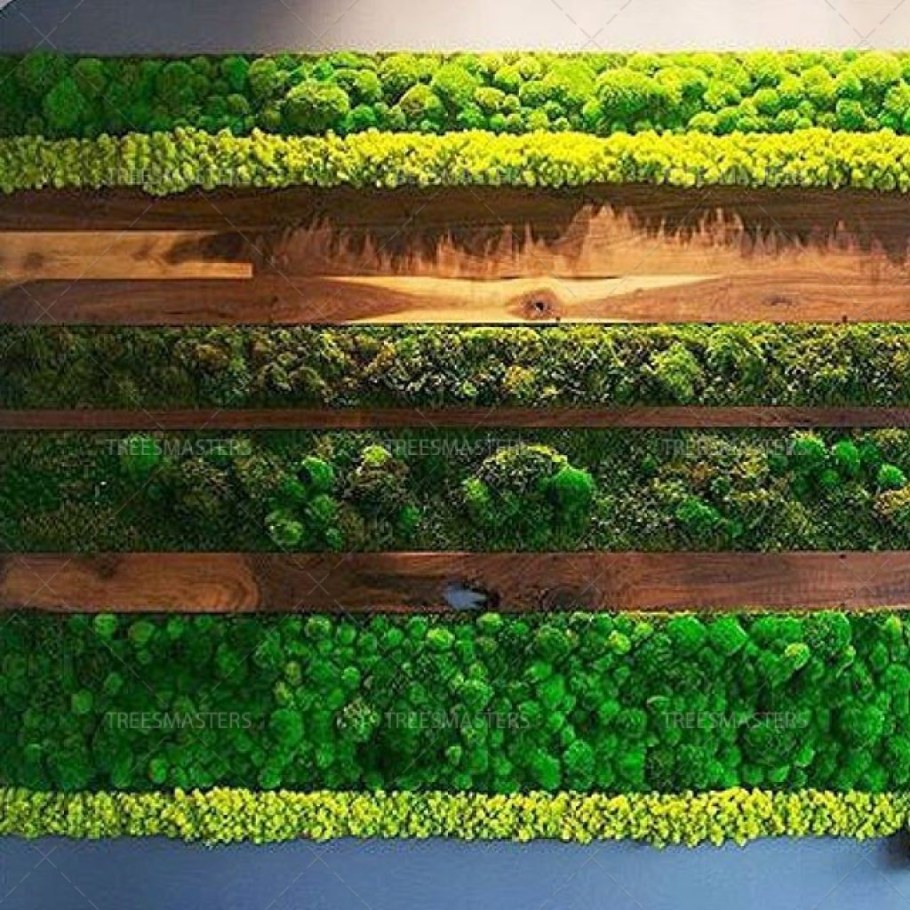 Мох на стене