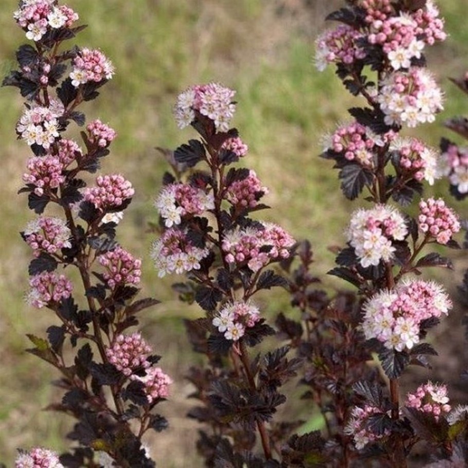 Пузыреплодник калинолистный little Joker