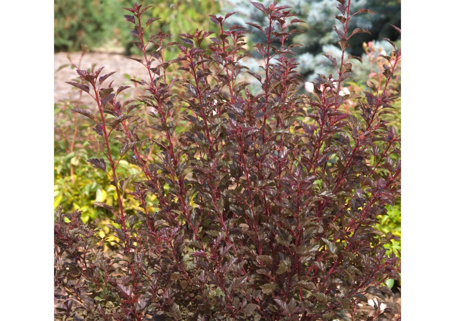 Пузыреплодник калинолистный саммер вайн