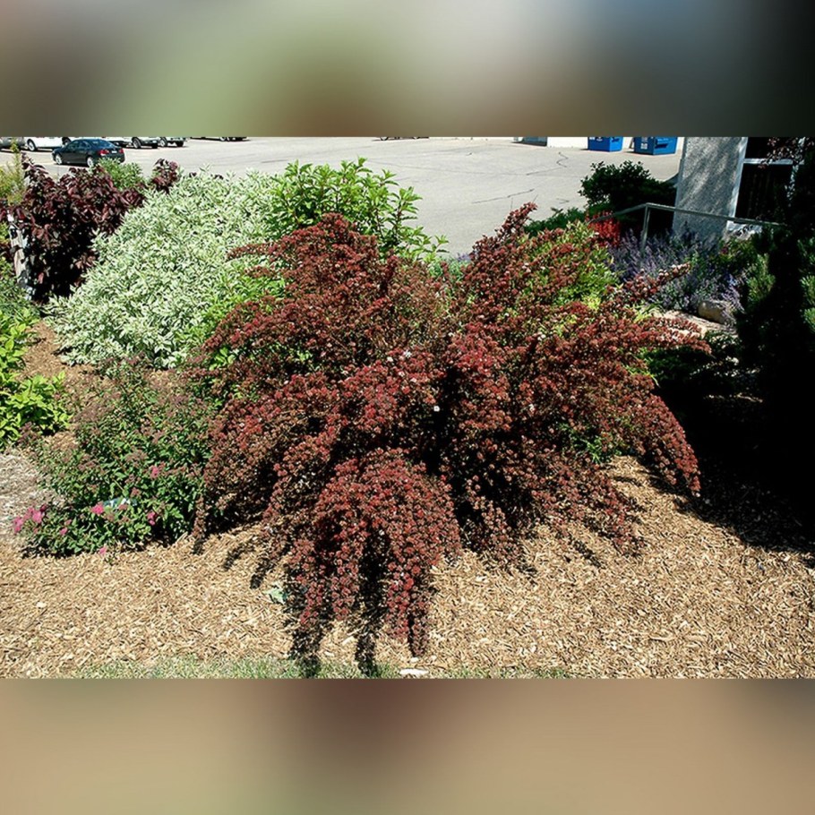 Пузыреплодник калинолистный little Devil