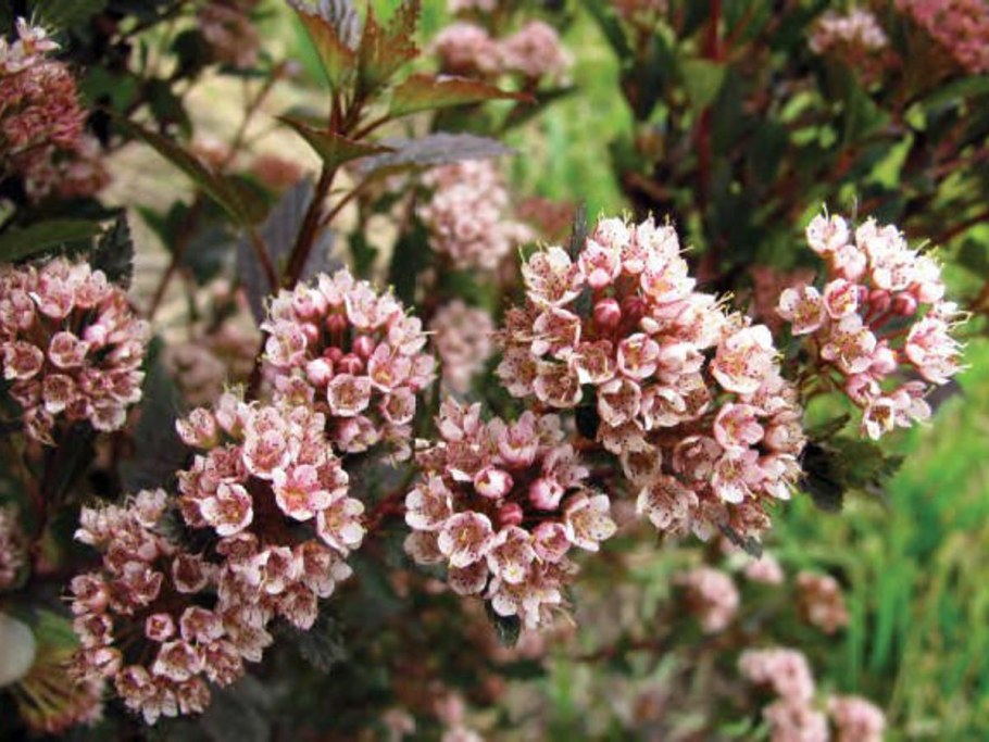 Пузыреплодник калинолистный "Литтл девил"