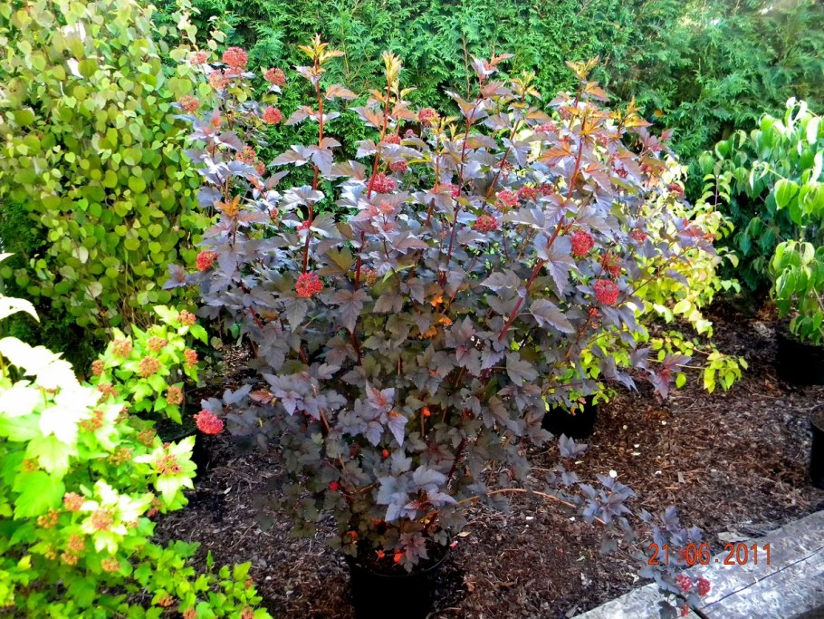 Пузыреплодник Литтл Энджел