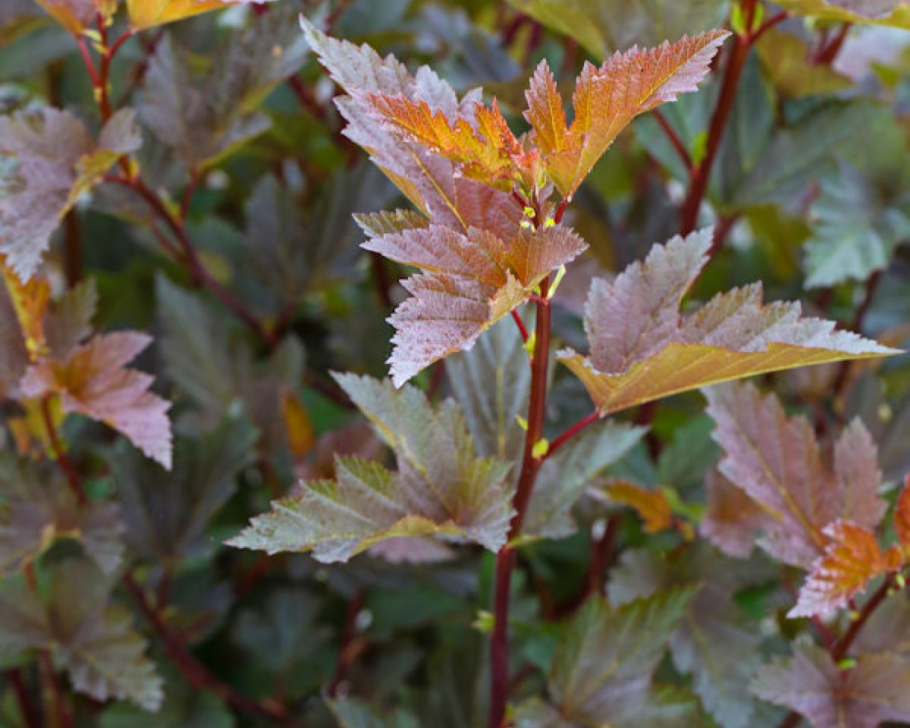 Пузыреплодник калинолистный Литтл Джокер