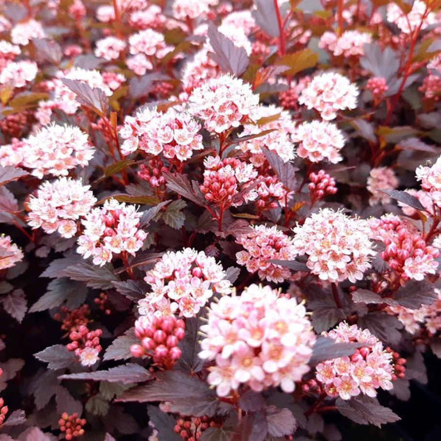 Пузыреплодник калинолистный Physocarpus opulifolius little Joker