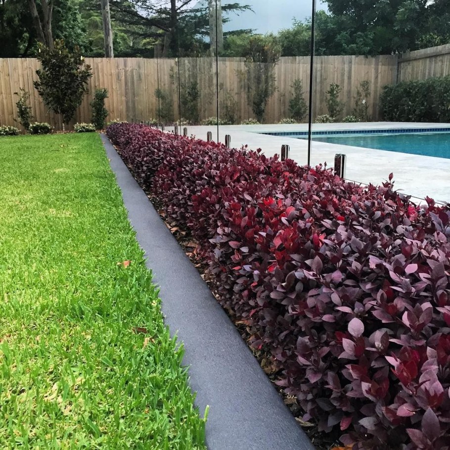 Пузыреплодник ред Барон Живая изгородь