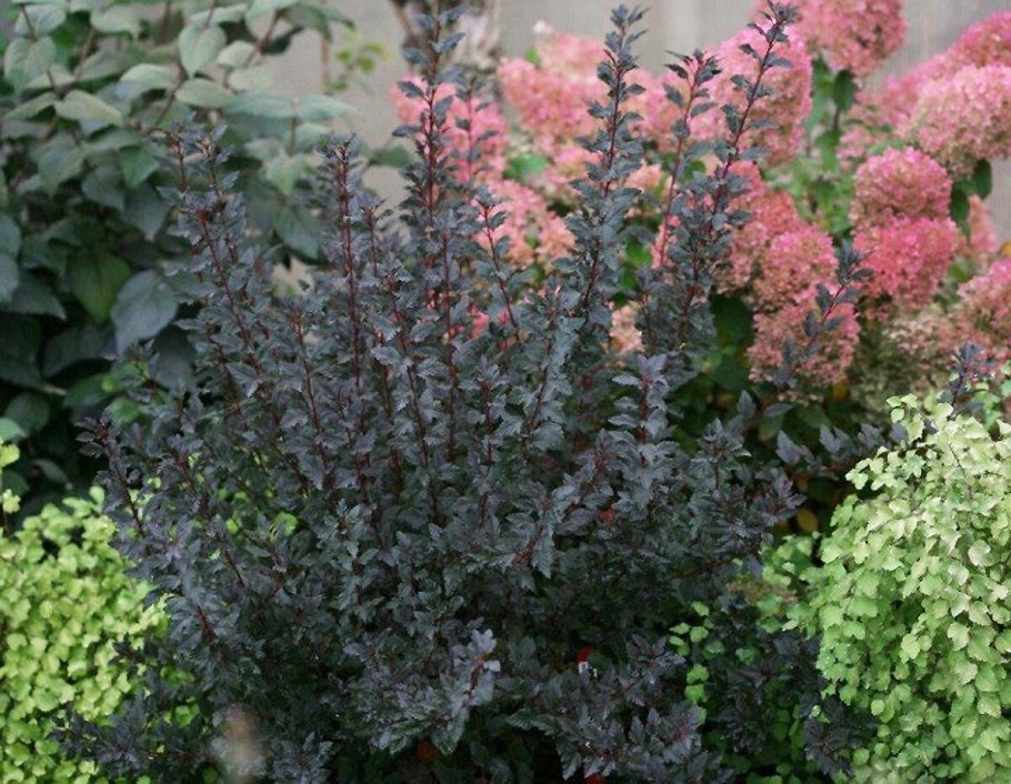 Пузыреплодник калинолистный тайни вайн