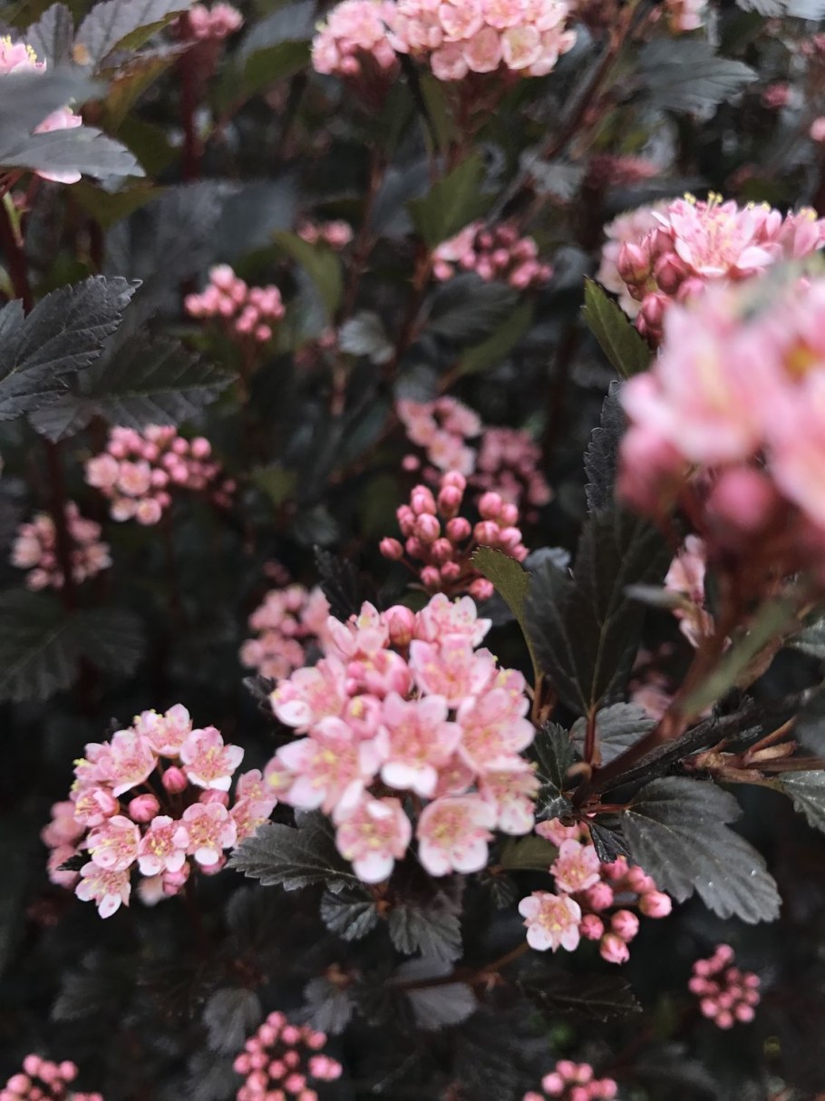 Пузыреплодник little Devil