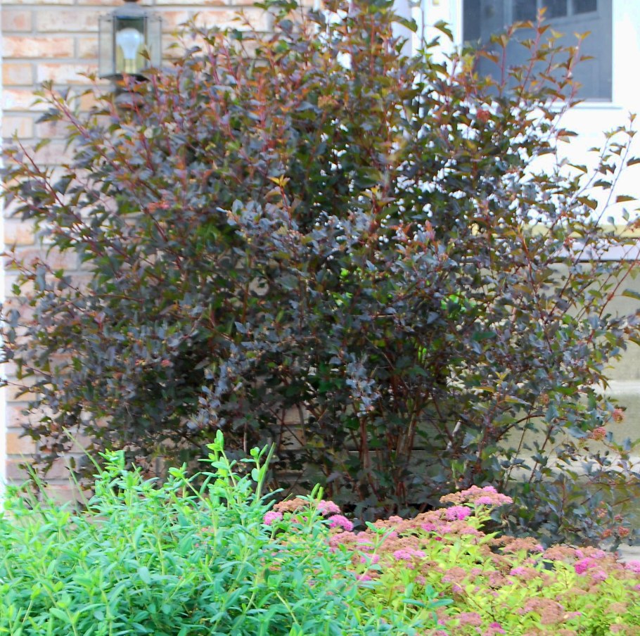 Пузыреплодник Литтл Джокер