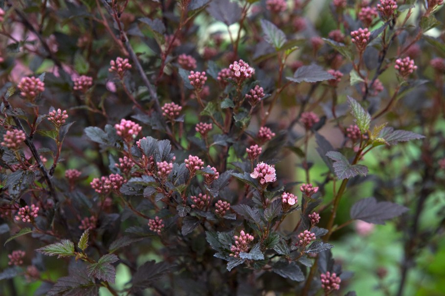 Пузыреплодник калинолистный Литтл Джокер