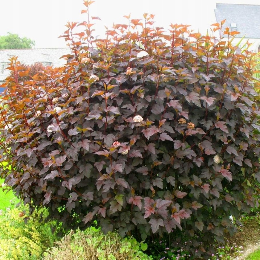 Пузыреплодник калинолистный Physocarpus opulifolius little Joker