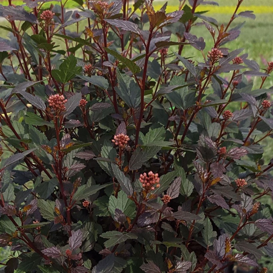 Пузыреплодник калинолистный Литтл Джокер