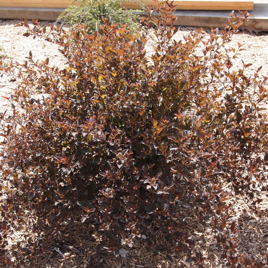 Пузыреплодник калинолистный "Литтл девил"