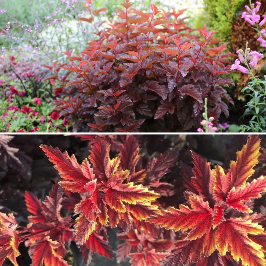 Пузыреплодник Литтл Энджел