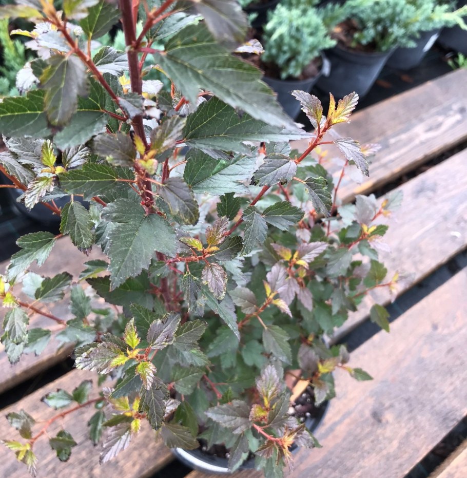 Пузыреплодник литс Джокер