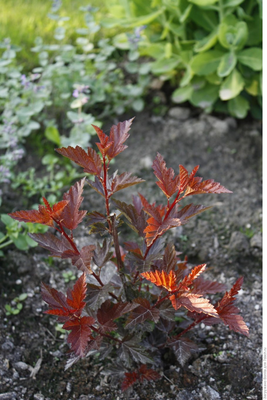 Пузыреплодник калинолистный Джокер