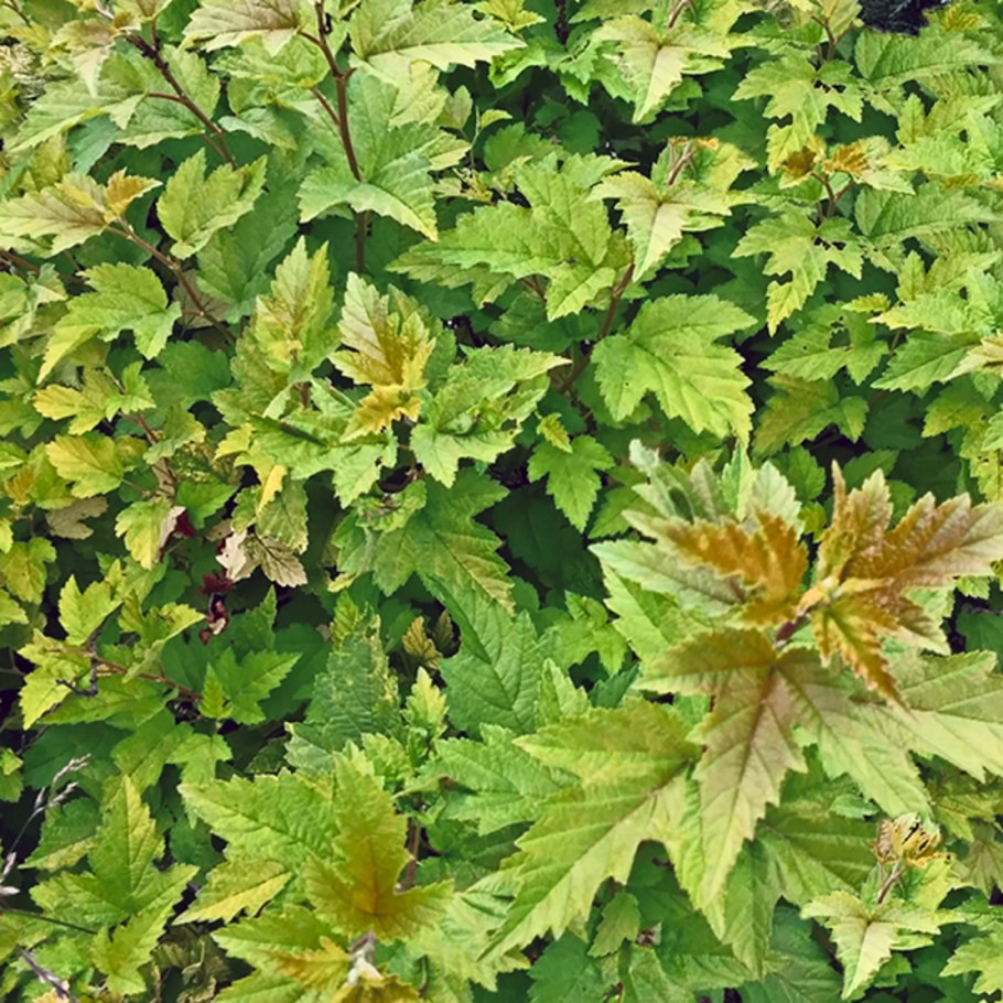 Пузыреплодник Литтл Грини