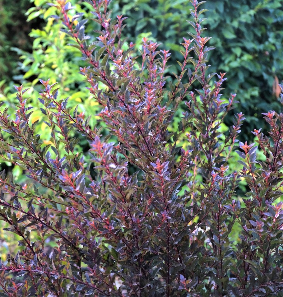 Пузыреплодник Литтл девил