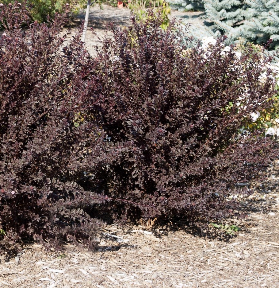 Пузыреплодник лит девил