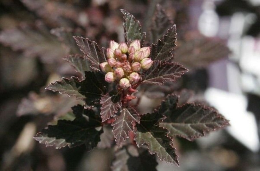 Пузыреплодник калинолистный "Литтл девил"