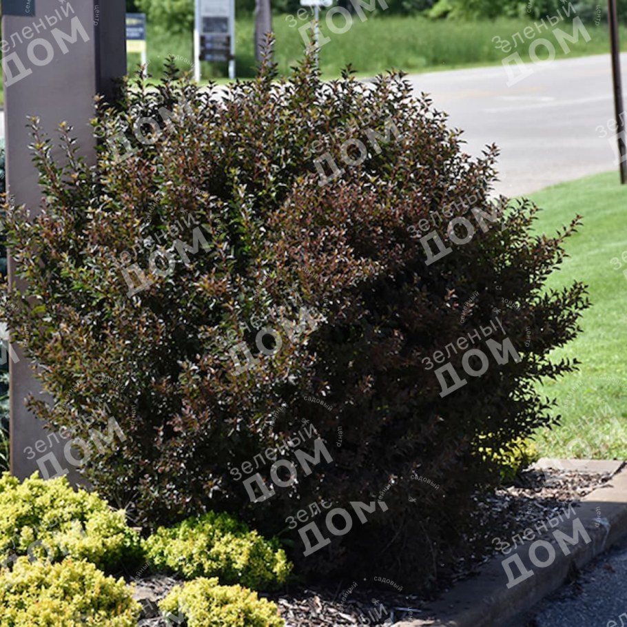 Пузыреплодник Литтл Дейвил