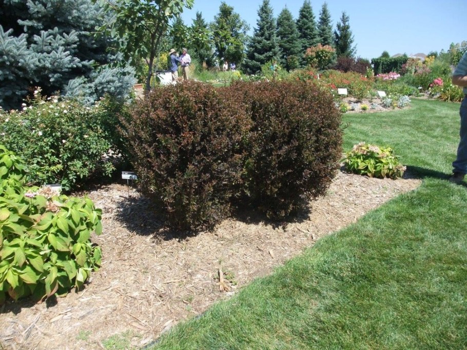 Пузыреплодник калинолистный Литтл Джокер