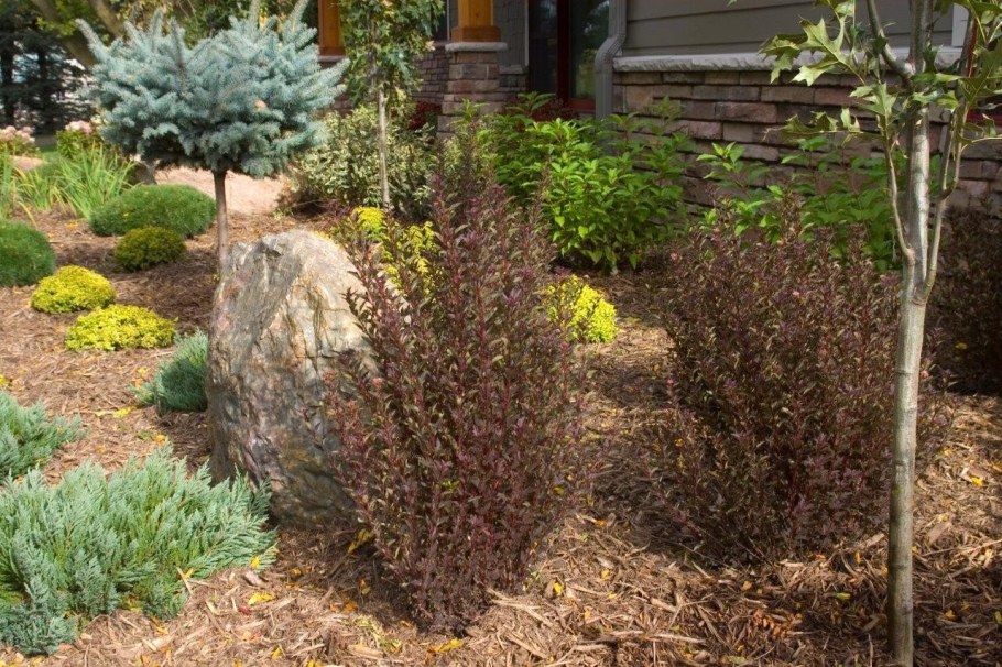 Пузыреплодник little Devil