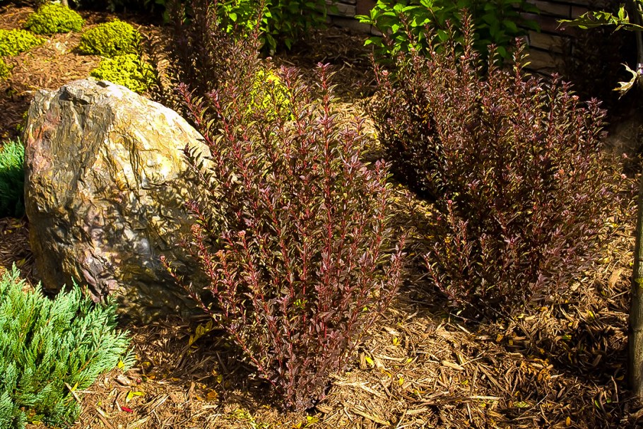 Пузыреплодник калинолистный Литтл Джокер